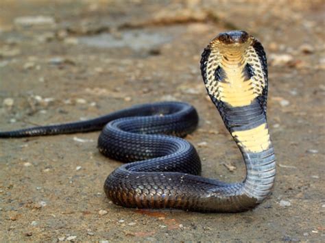 Gambar layangan ular kobra  Semua sumber daya Kobra ini dapat diunduh gratis di Pngtree